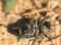 Thecesternus maculosus