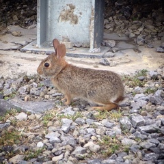 Sylvilagus floridanus