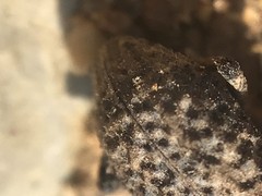 Thecesternus maculosus