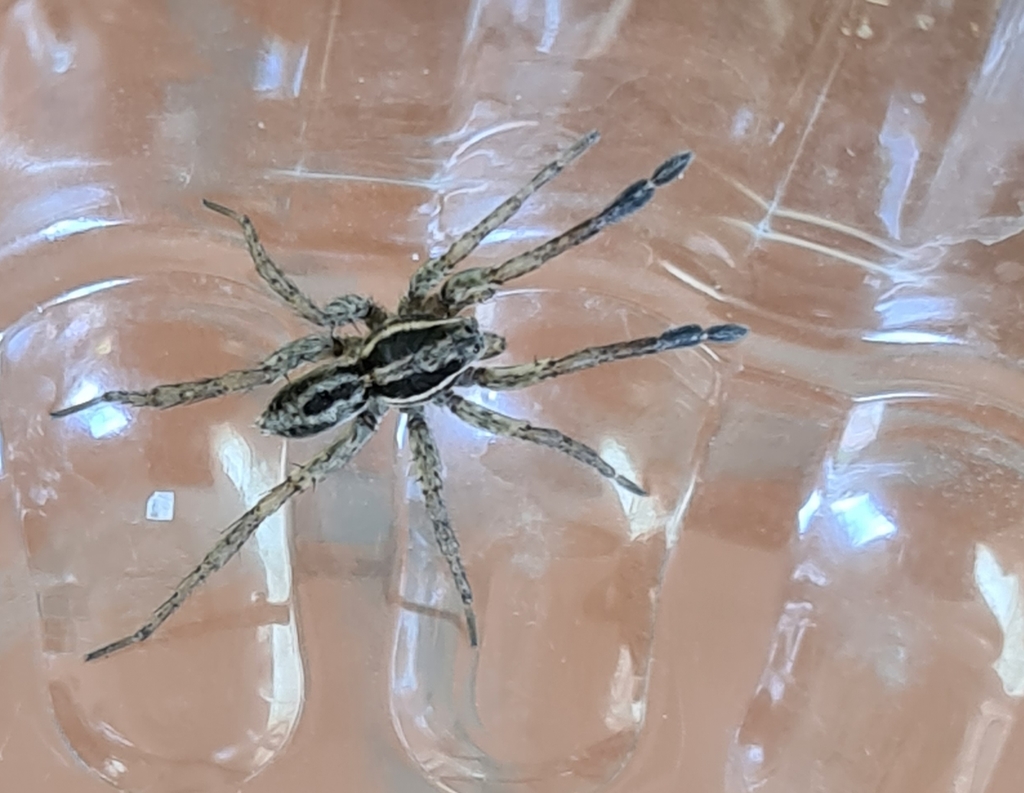 Trochosa niveopilosa