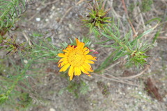 Oedera capensis
