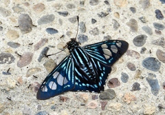 Phocides belus