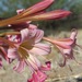 Ammocharis deserticola - Photo (c) Jessie Roberts, μερικά δικαιώματα διατηρούνται (CC BY-NC), uploaded by Jessie Roberts
