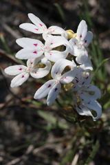 Stylidium crossocephalum