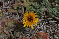 Reichardia