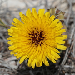 Reichardia
