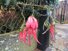 Clianthus puniceus