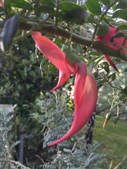 Clianthus puniceus