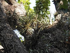 Tillandsia caput-medusae