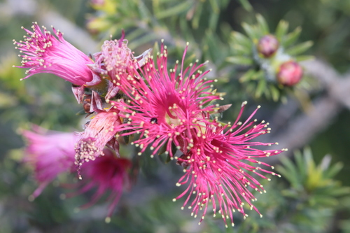 Image of Melaleuca kybeliona by (c) tobyyy, some rights reserved (CC BY-SA)
