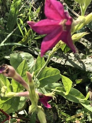 Aquilegia atrata