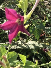 Aquilegia atrata