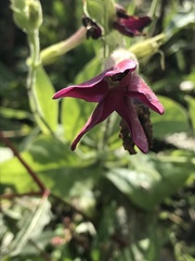 Aquilegia atrata