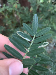 Liriomyza clianthi