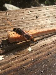 Urocerus flavicornis