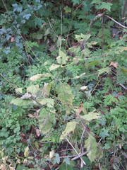 Phryma