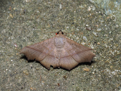 Chilkasa falcata