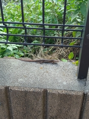 Takydromus tachydromoides
