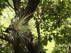Tillandsia juncea