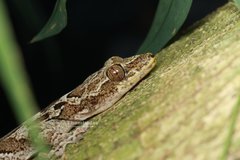 Mell's Gecko photo 3
