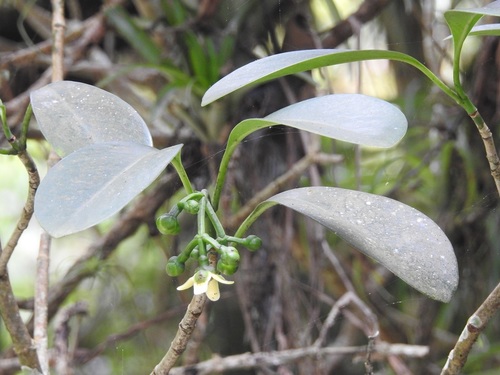 Clusia guatemalensis, photograph 3
