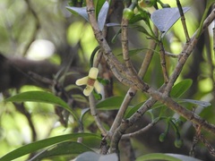 Clusia guatemalensis, photograph (c) Neptalí Ramírez Marcial, some rights reserved (CC BY)