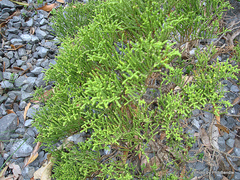 Veronica propinqua