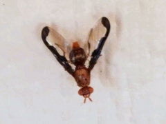 Diacrita costalis