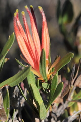 Lambertia