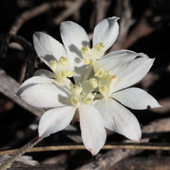 Xanthosia tomentosa