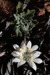 Xanthosia tomentosa