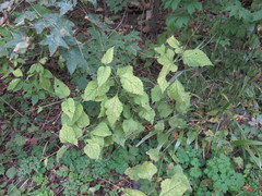 Phryma