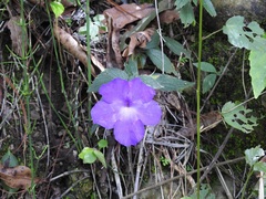 Achimenes longiflora