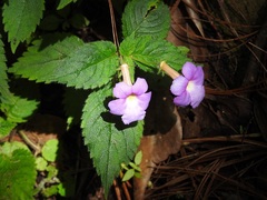 Achimenes