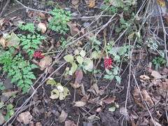 Arisaema amurense