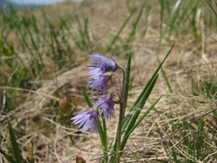 Soldanella