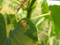 Aspidimorpha furcata