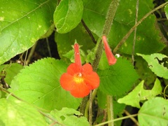Achimenes