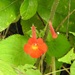 Achimenes pedunculata - Photo (c) Neptalí Ramírez Marcial, osa oikeuksista pidätetään (CC BY), lähettänyt Neptalí Ramírez Marcial