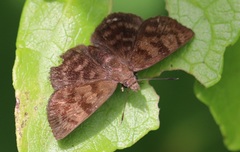 Pellicia