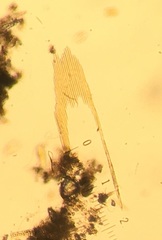 Bacillaria paxillifera