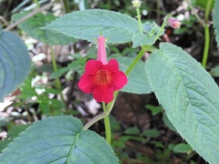 Achimenes pedunculata