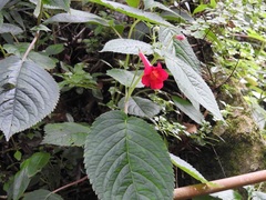 Achimenes pedunculata