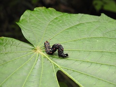 Gonodonta