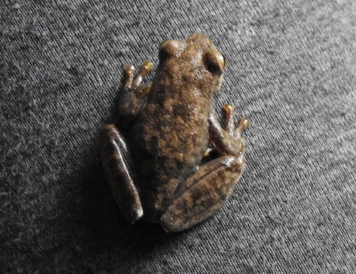Ptychohyla macrotympanum