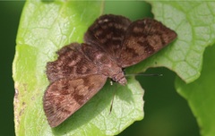 Pellicia