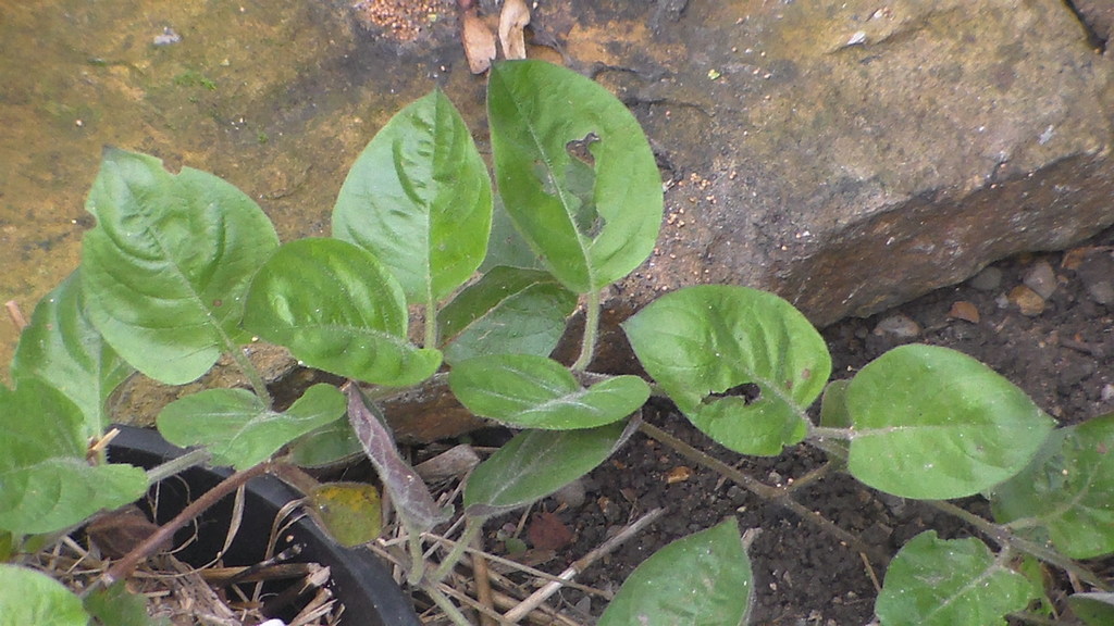 Woolly sewervine