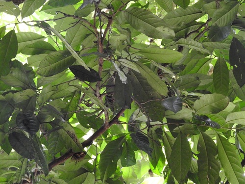 Oecopetalum mexicanum (Oecopetalum mexicanum)