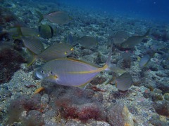 Pseudocaranx dentex