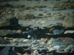 Lepus arcticus